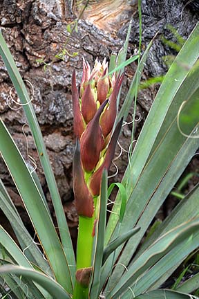 Yucca Flower Stalk, Sycamore Canyon, April 16, 2015